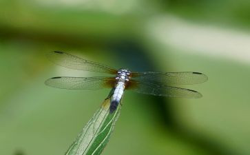 红蜻蜓红蜻蜓读后感7篇