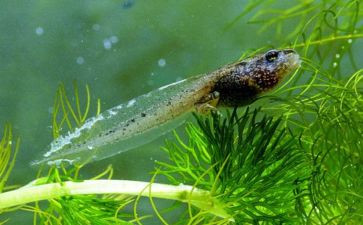 大蝌蚪故事教案5篇