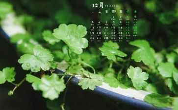 12月幼儿园心得体会8篇