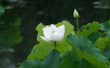 6月的工作计划5篇