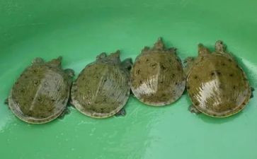 龟和鳖教案优质6篇