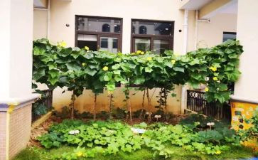 挖白菜作文6篇