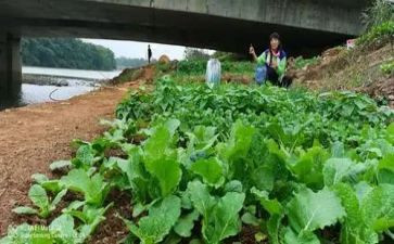 蔬菜采购合同7篇