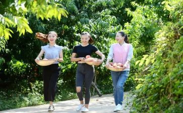 幼儿园采摘节活动方案7篇