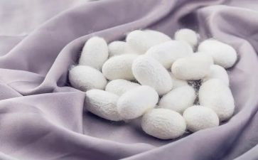 我发现了蚕作文优秀7篇