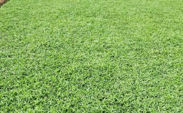 草方格教案6篇