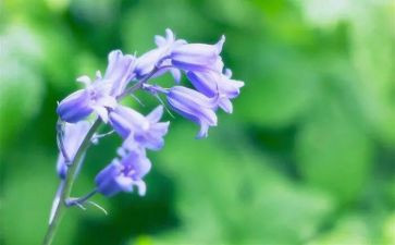 有趣的草小班教案模板6篇