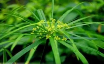 《小草》读后感7篇