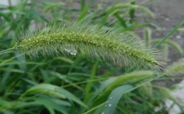 读了草房子的读后感最新8篇