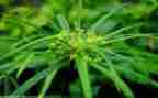 读后感草房子的读后感模板5篇