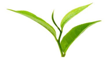幼儿园以茶为主题的活动方案5篇