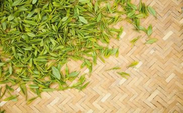 关于茶的教案7篇
