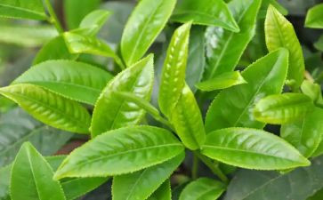 关于茶的作文400字优秀6篇