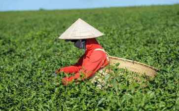介绍茶400字作文优秀7篇