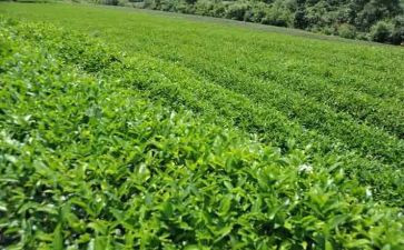 关于茶的演讲稿最新5篇