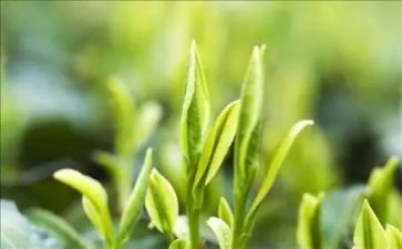 茶的活动策划6篇