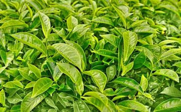 关于茶的演讲稿优质8篇