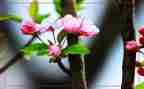 写春节的作文300字最新5篇
