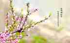 春节作文700字模板6篇