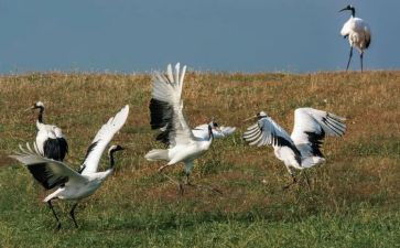 丹顶鹤的作文600字6篇