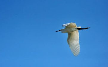 飞翔的鱼作文5篇