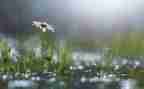 风雨中600作文6篇