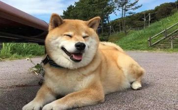被小狗追作文精选5篇