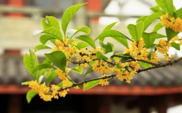 摘桂花作文模板8篇