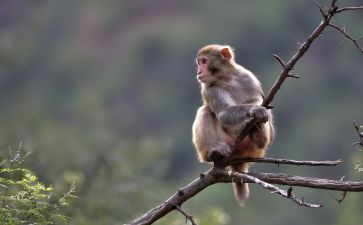 中班音乐三只猴子教案5篇