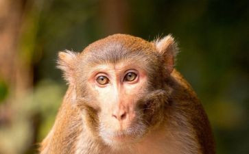 读猴王出世的读后感400字8篇