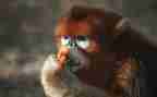狗和猴大班语言教案参考6篇