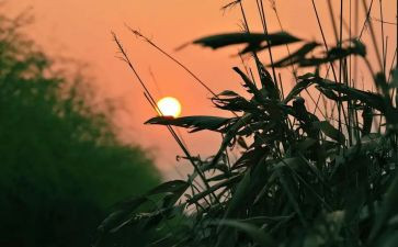 12秋天的怀念读后感模板7篇