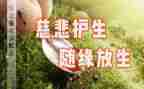 保护生态环境教案5篇