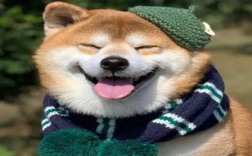 真开心作文300字模板7篇
