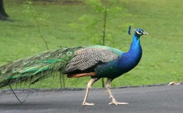 孔雀胆读后感7篇