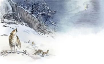 读后感《狼王梦》600字7篇