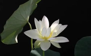莲之歌作文模板6篇