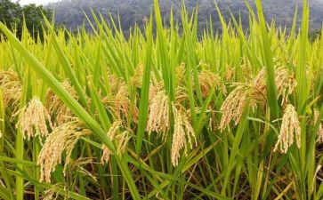 关于粮食的演讲稿8篇