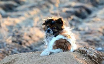 流浪狗的作文最新5篇