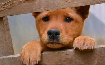 喂流浪狗的作文优质7篇