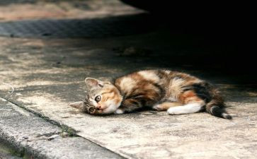 喂流浪狗的作文6篇