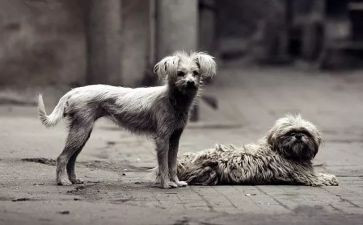 流浪作文600字最新7篇