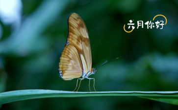 六月份教师工作总结8篇