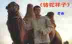 骆驼读后感800字7篇