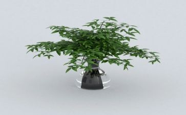 关于绿萝的作文6篇