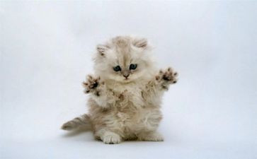 猫买卖合同6篇