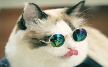 狗.猫.鼠的读后感200字最新5篇