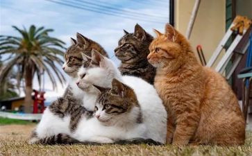 狗.猫.鼠的读后感600字6篇