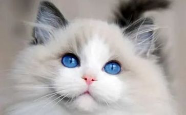 好小猫读后感5篇