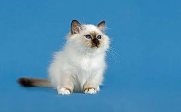 舞剧猫的观后感6篇